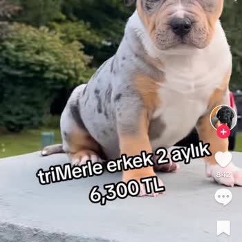 Antalya Tria Peth Yanıltıyor