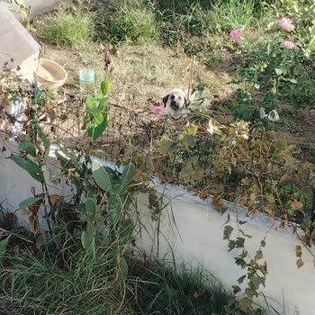 Hayvan Haklarını Koruma Derneği Sahibi Tarafından İlgilenilmeyen Bir Hayvan