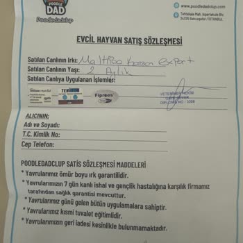 Toy Poodle Dad Clup Yavru Köpek Hasta