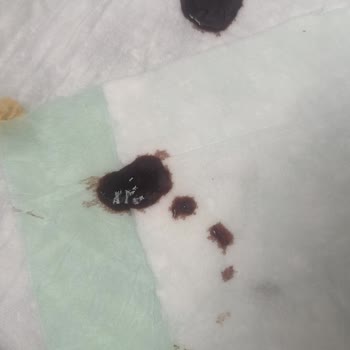 Toy Poodle Dad Clup Yavru Köpek Hasta