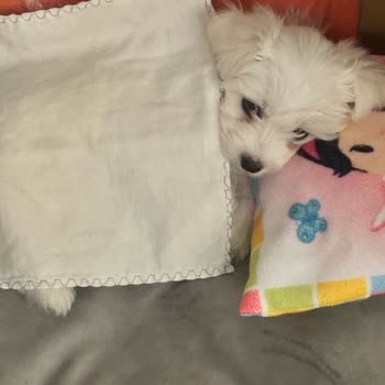 Toy Poodle Dad Clup Yavru Köpek Hasta