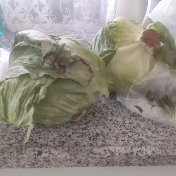 Carrefour SA'da Taze Olmayan Sebze