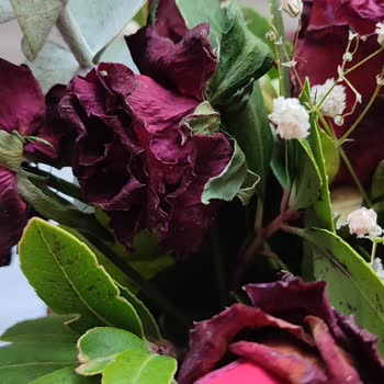 ÇiçekSepeti Küflü İslak Kütük Ve Kararmış Yapraklar