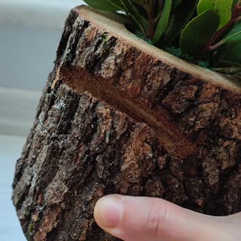 ÇiçekSepeti Küflü İslak Kütük Ve Kararmış Yapraklar