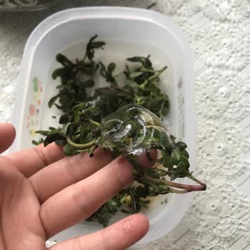 Vestel Akıllı Nfy620x Buzdolabı Soğutucu Bölümünün Ürünleri Dondurması