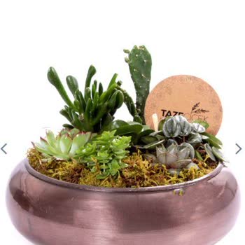 Taze Çiçek (tazecicek.com) Görsel İle Alakası Yok