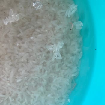 Yayla Bakliyat Yayla Marka Pirincin İçinden Çıkan Kurt