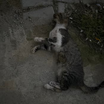 Pendik Belediyesi Veteriner Yetersiz Ekip