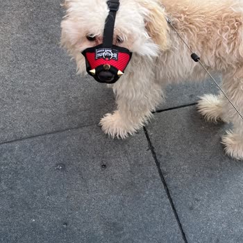 BURULAŞ Evcil Hayvan Sorunları