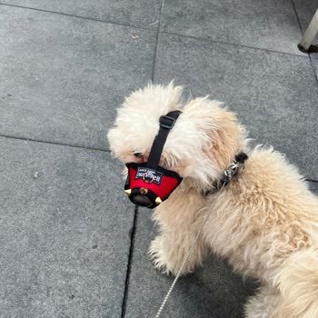 BURULAŞ Evcil Hayvan Sorunları