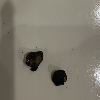 Tesbihcibaba Has Kehribar Bileklik