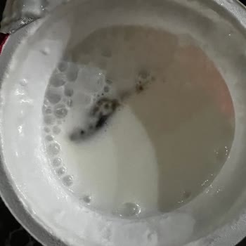 Eker Ayran İçerisinden Kurbağa Çıktı