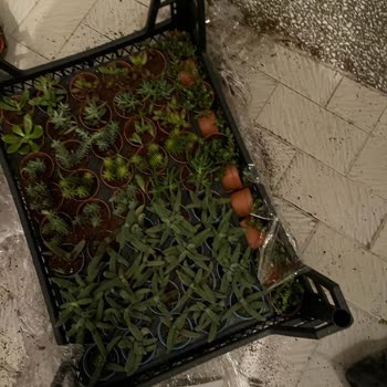 Sukulentworldd (Instagram) Mağduriyeti