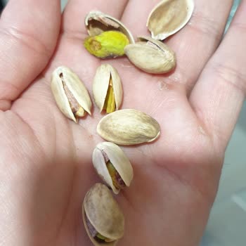 Tadım Gıda Fıstıklar Sert, Kurumuş Ve Tadı Değişmiş