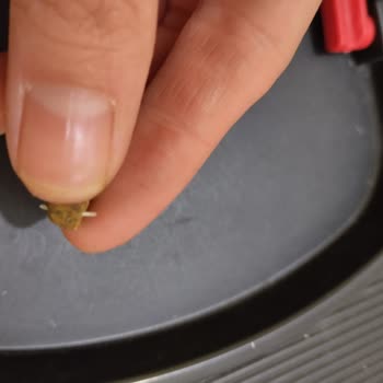 Farmina Nd Kedi Mamasının İçinden Balık Kılçığı Çıkması?!