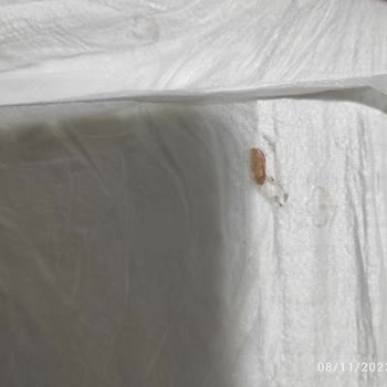 Baby Turco Bebek Bezi İçinde Kurt Çıktı