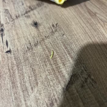 BİM Patito Kaşık Cips İçinden Kurt Çıktı