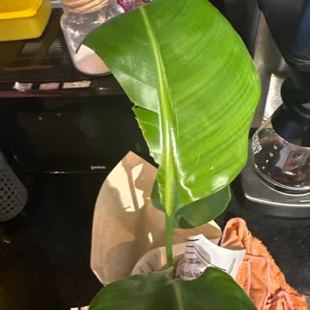 Çiçek Sepeti Sinop