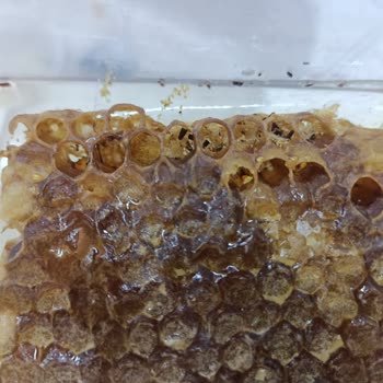 Alibey Süt Ürünleri Kurt Çıktı Ürünler Eski