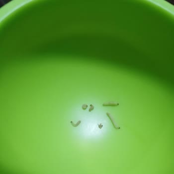 Migros Pirinçte Kurt Çıkması