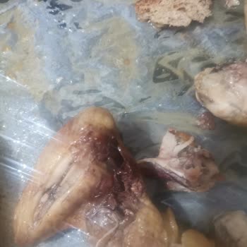 Şenpiliç Kanatta Siyahlık Ve Koku