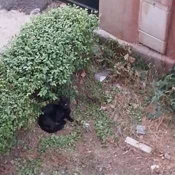 Hayvan Haklarını Koruma Derneği Hayvanlara Kasıtla İnsanlara Bela Ettirilmesi