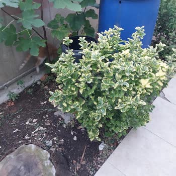 Hayvan Haklarını Koruma Derneği Hayvanlara Kasıtla İnsanlara Bela Ettirilmesi