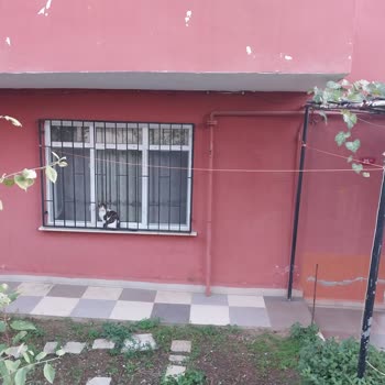 Hayvan Haklarını Koruma Derneği Hayvanlara Kasıtla İnsanlara Bela Ettirilmesi