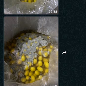 Cerenay Zeytincilik (Akhisar) Yeşil Zeytin Alımı