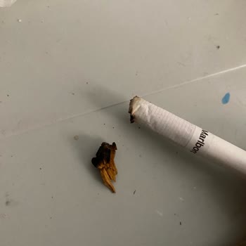 Philip Morris Sigaranın İçinden Tütün Yerine Başka Bir Şey Çıktı