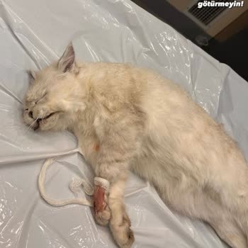 Florya Doğa Veteriner Kliniği 7 Aylık Zeus'umu Fazla İşlem Ve Ağır Sedasyon Verdiler