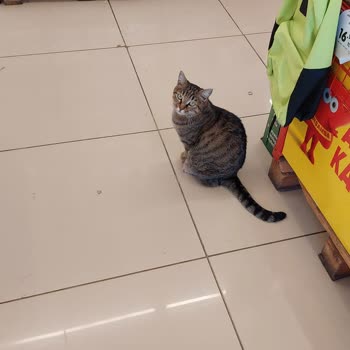 Şok Marketler Kedi Marketin İçinde Çocuğumu Tırmaladı.