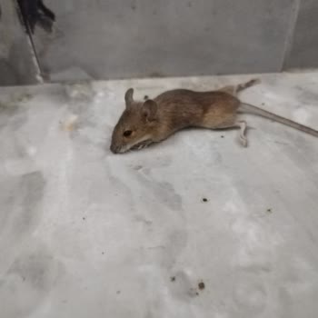 Erzurum Teknik Üniversitesi Fareler Bastı