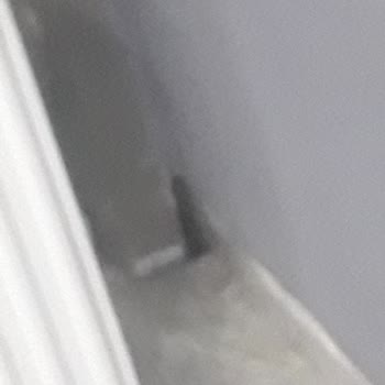 Erzurum Teknik Üniversitesi Fareler Bastı