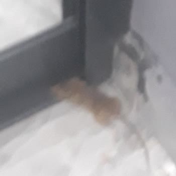 Erzurum Teknik Üniversitesi Fareler Bastı