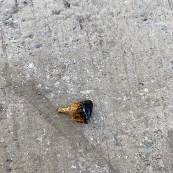 Philip Morris Sigaranın İçinden Odun Çıktı