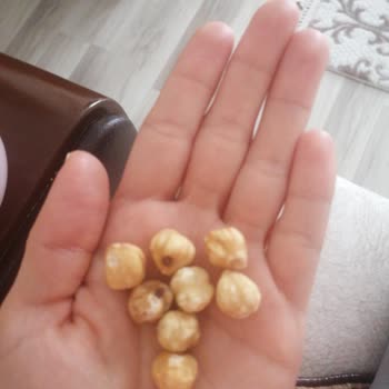 Toprak Mahsulleri Ofisi (TMO) Bayat Acı Fındık!