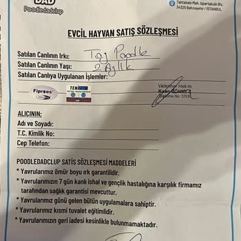 Toy Poodle Dad Clup Poodle Yerine Maltipoo Satışı