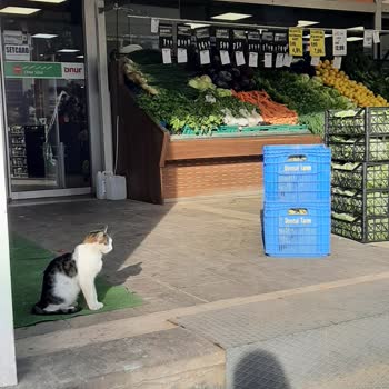 Onur Market Hayvan Ayrımcılığı