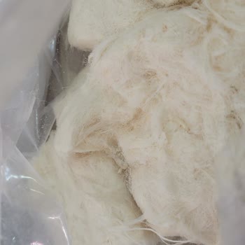 Kurtlu Ürün Makbul.