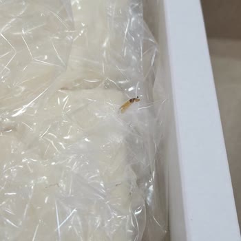 Kurtlu Ürün Makbul.