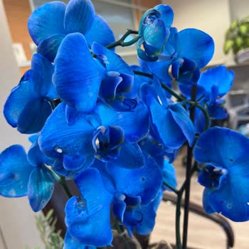 ÇiçekSepeti Çürük Mavi Orkide