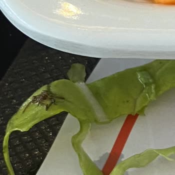 "Gri Chi" Kıllı Örümcek Yuvası Mı?