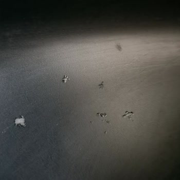 PHILIPS Ev Aletleri Philips Airfryer Tablasında Soyulma