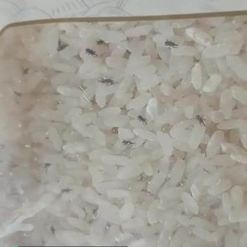 Tat Pirinç Böcekli