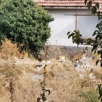 Mamak Belediyesinin Umursamazlığı Ve İnsan Hayatını Hiçe Sayması