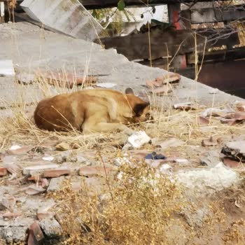 Mamak Belediyesinin Umursamazlığı Ve İnsan Hayatını Hiçe Sayması
