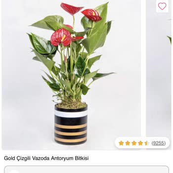 Çiçek Sepeti Çürümeye Yüz Tutmuş Bir Çiçek