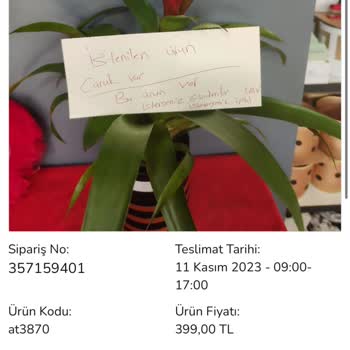 Çiçek Sepeti Çürümeye Yüz Tutmuş Bir Çiçek