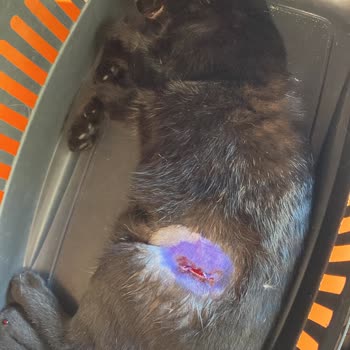 Çınarcık Belediyesi Veterineri Kediyi Canından Etti!